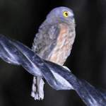 Andaman-Hawk-owl 2