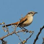 Kalahari-Scrub-robin - Namibia July 2014