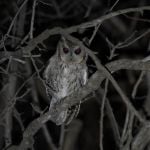 Balsas Screech Owl - La Cumbre 2017_00026