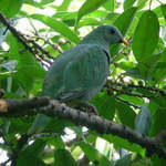 Black-chinned Fruit-dove