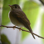 Brown-breasted Flycatcher 2