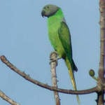 Layards Parakeet