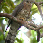 Common Hawk-cuckoo 2