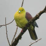 Wedge-tailed Green-pigeon