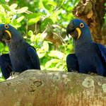 Hyacinth-Macaws-2