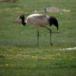 Black-necked-Crane-2