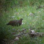 Chinese-Grouse
