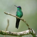 Violet-capped-Woodnymph