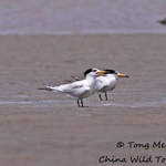 Chinese Crested Tern copyright Tong Menxiu
