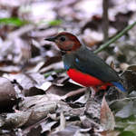 Red-bellied-Pitta-1