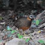 Scaly-breasted-Partridge-3