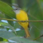 Yellow-bellied-Warbler
