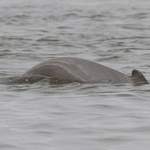 Irrawaddy-River-Dolphin-B 2012