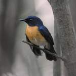 Mangrove-Blue-Flycatcher