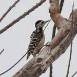 Spot-breasted-Woodpecker
