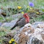 Red-fronted-Rosefinch Sichuan 2012