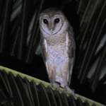 Andaman-Barn-Owl
