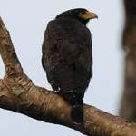 Andaman-Serpent-eagle-2