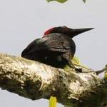 Andaman-Woodpecker