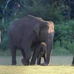 Asian-Elephants at Nagarhole