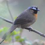 Black-chinned-Laughingthrush-A
