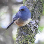 Nilgiri Blue Robin 1