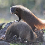 Stripe-necked Mongoose