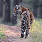 Tiger at Nagarhole