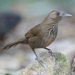 Spot-breasted-Laughingthrush-Thailand 2013