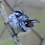 Black-and-white-Warbler-4