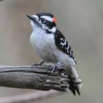 Downy-Woodpecker-2