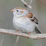 Field-Sparrow