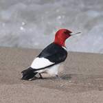 Red-headed-Woodpecker-2