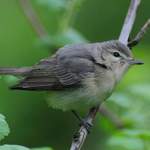 Warbling-Vireo-A