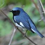 Black-throated-Blue-Warbler-A