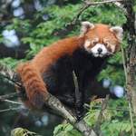 Red-Panda-2013