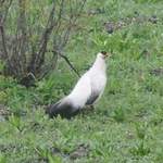 White-Eared-pheasant 2013
