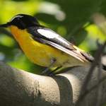 Yellow-rumped-Flycatcher 2013