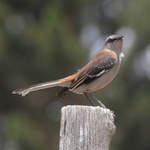 Brown-backed Mockingbird © Nick Bray