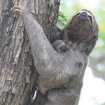 Brown-throated Three-toed Sloth © Nick Bray