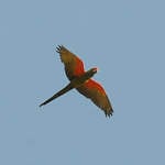 Red-fronted Macaw © Nick Bray