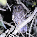 Rufescent Scops-owl © Nick Bray