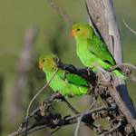 Black-winged-Lovebird - Ethiopia 2013