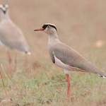 Crowned-Lapwing - Ethiopia 2013