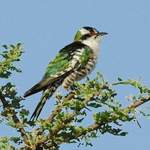Diederik-Cuckoo - Ethiopia 2013