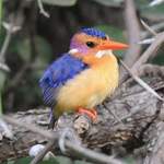 African-Pygmy-Kingfisher
