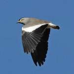 Spot-breasted-Lapwing in Flight