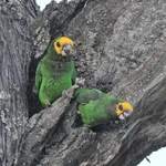 Yellow-fronted-Parrot