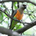 African-Orange-bellied-Parrot