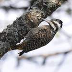 Bearded-Woodpecker